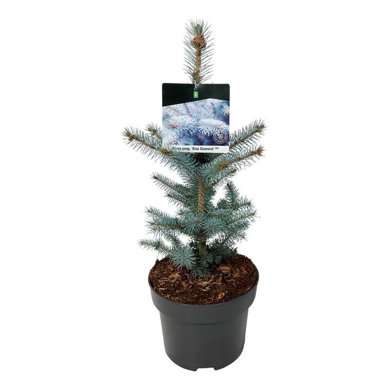 Picea pung. 'Blue Diamond' PBR, D 21