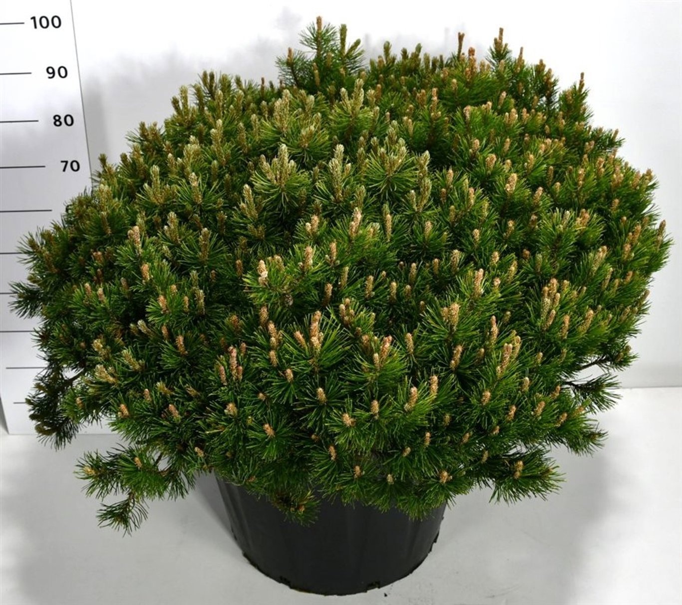 Pinus mugo pumilio, D 65