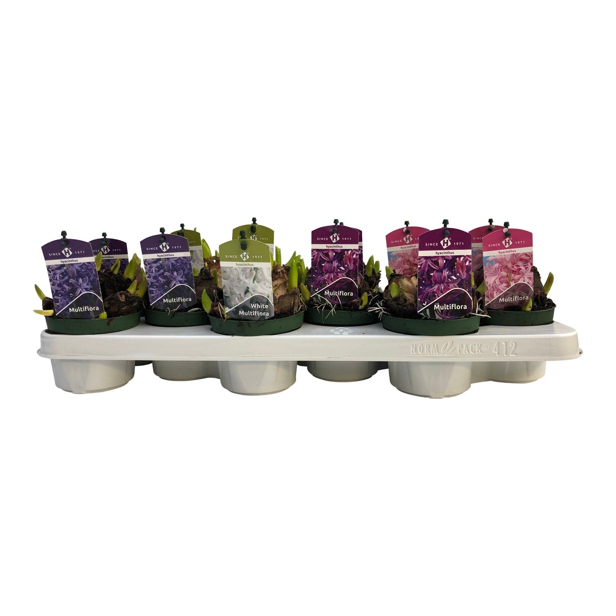 Multiflora gemengd 3 kleuren 10,5 cm, D 10