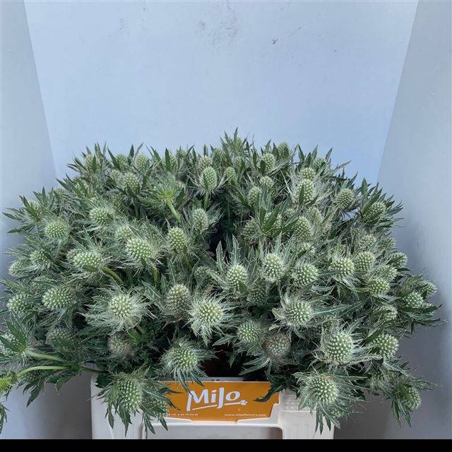 Эрингиум Мэджикал Вайт Лагун 40, шт.