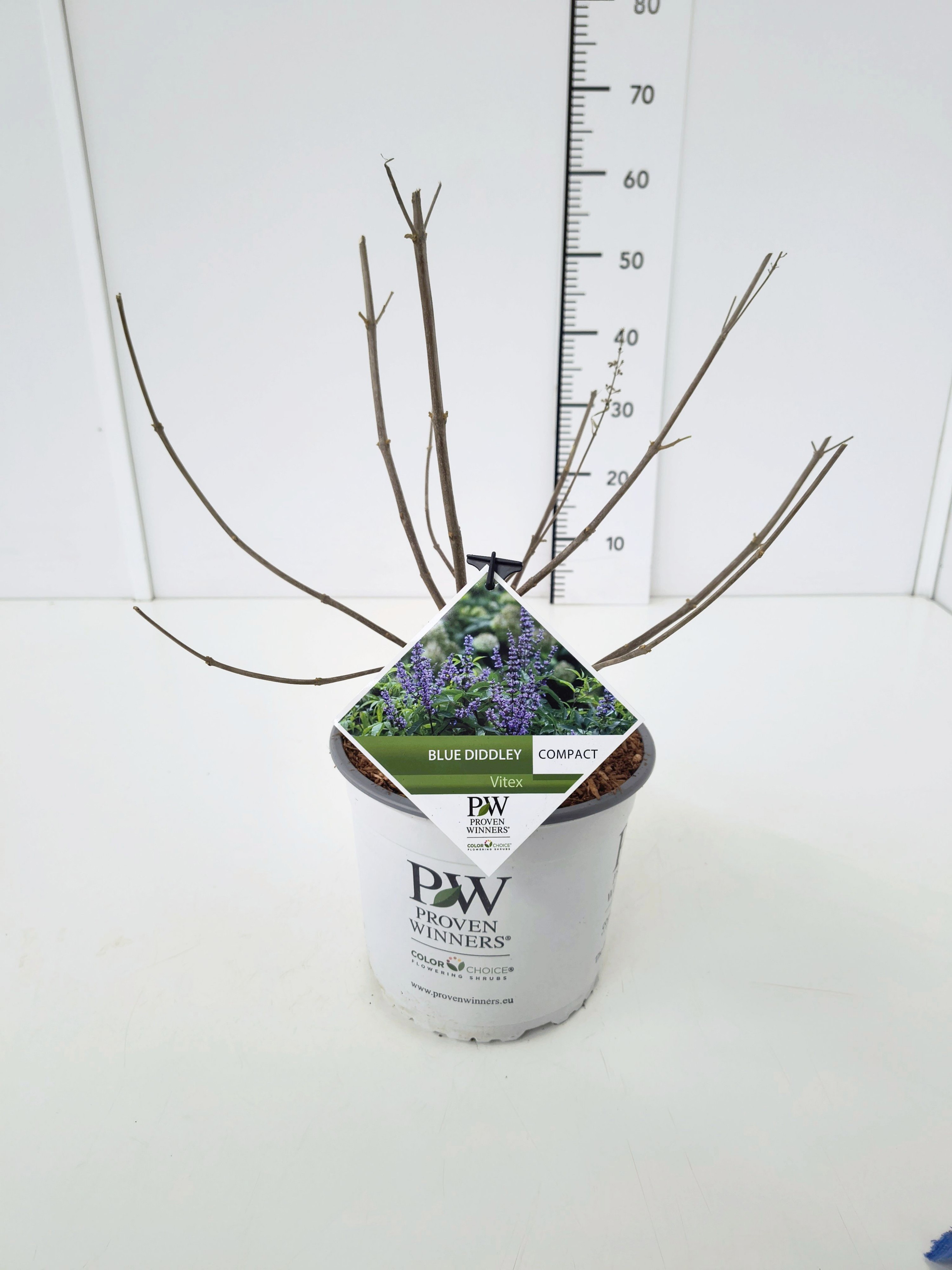 Vitex a.c. 'Blue Diddley' C5, D 23