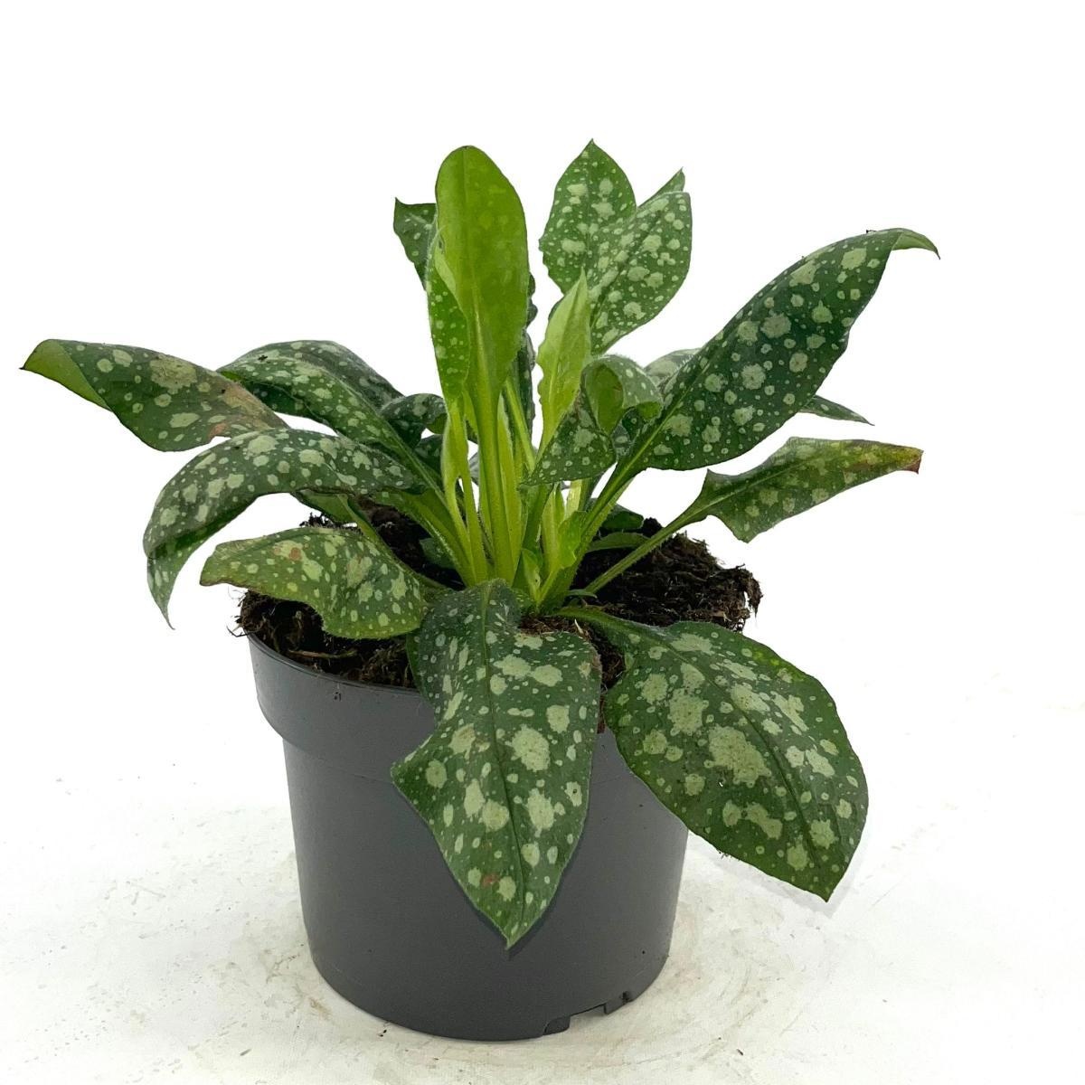 Pulmonaria off. 'Sissinghurst White, D 17 cm