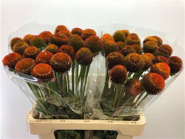 Эхинацея Пурпурея 60, шт.