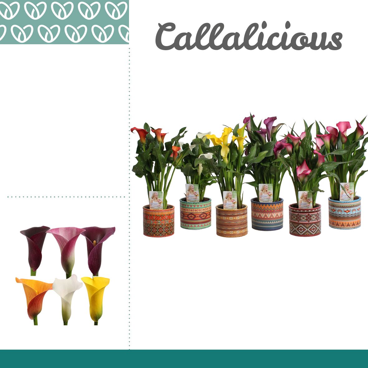 Zantedeschia (Calla) Mix in Ompot Africa, D 10,5