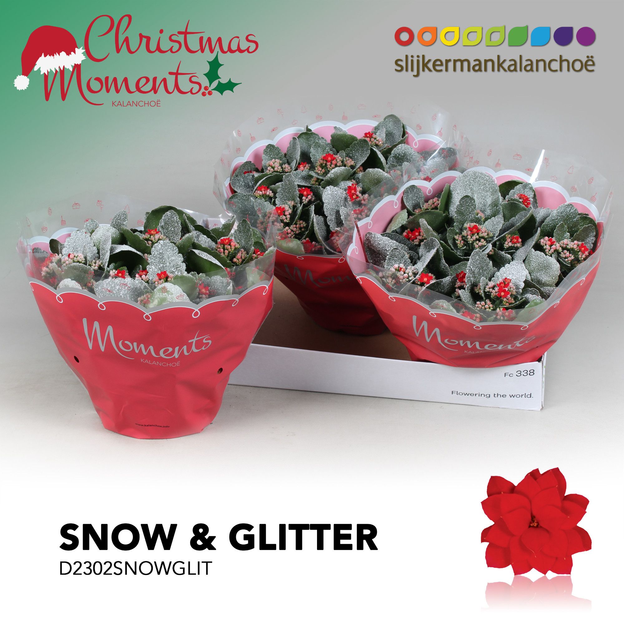 Kalanchoe Moments - Red with snow/sneeuw and glitter - kerst, D 23 cm