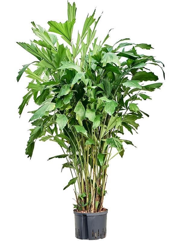 Caryota mitis, D 28 cm