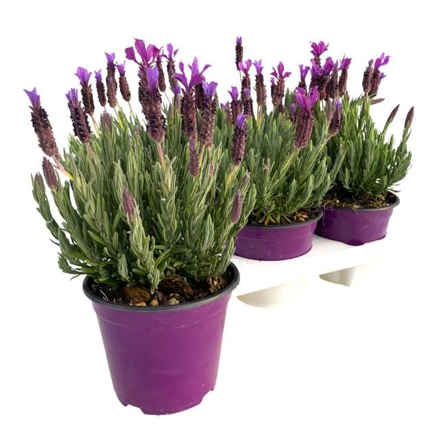 Lavandula stoechas, D 14