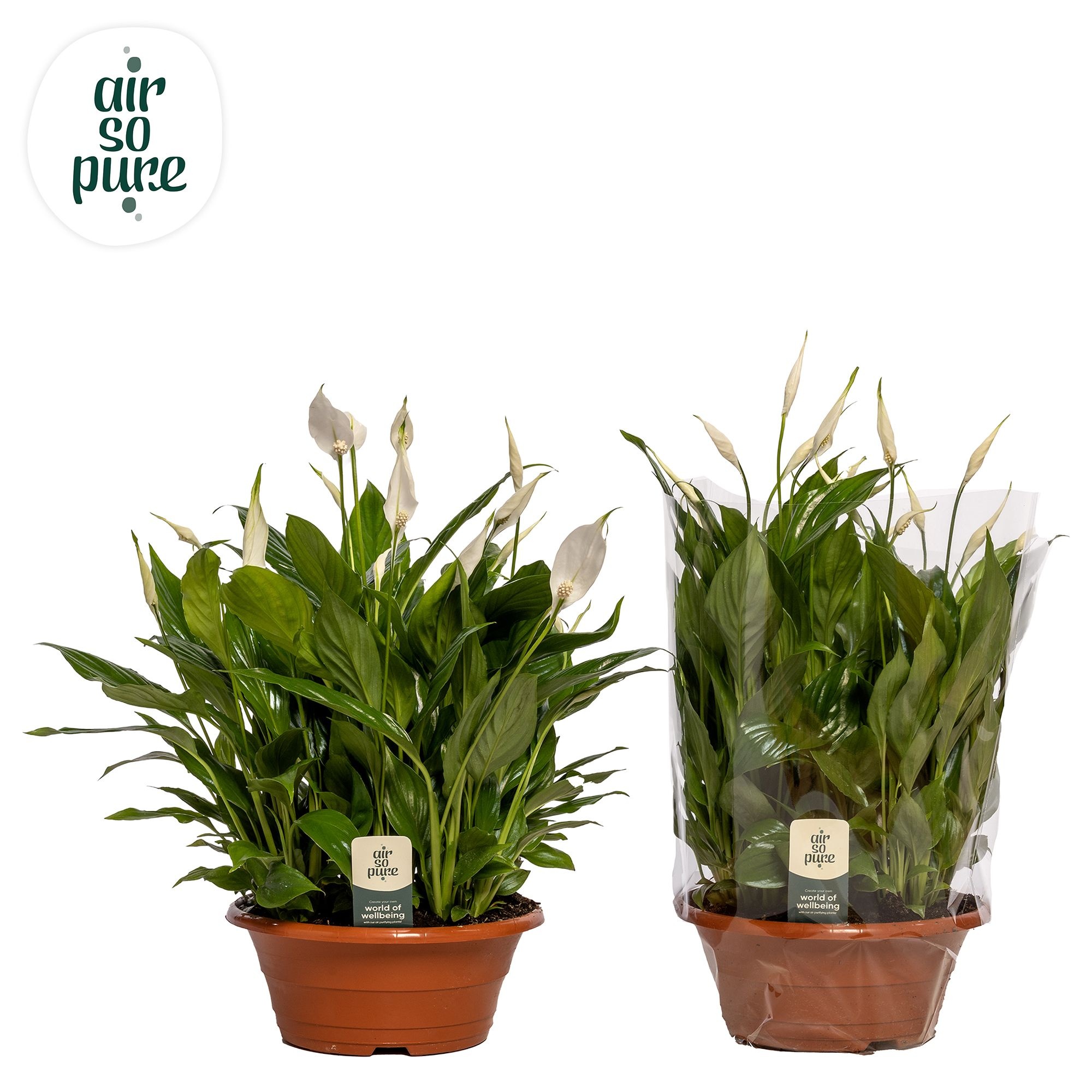 Spathiphyllum 23 cm Bellini schaal Air So Pure, D 23