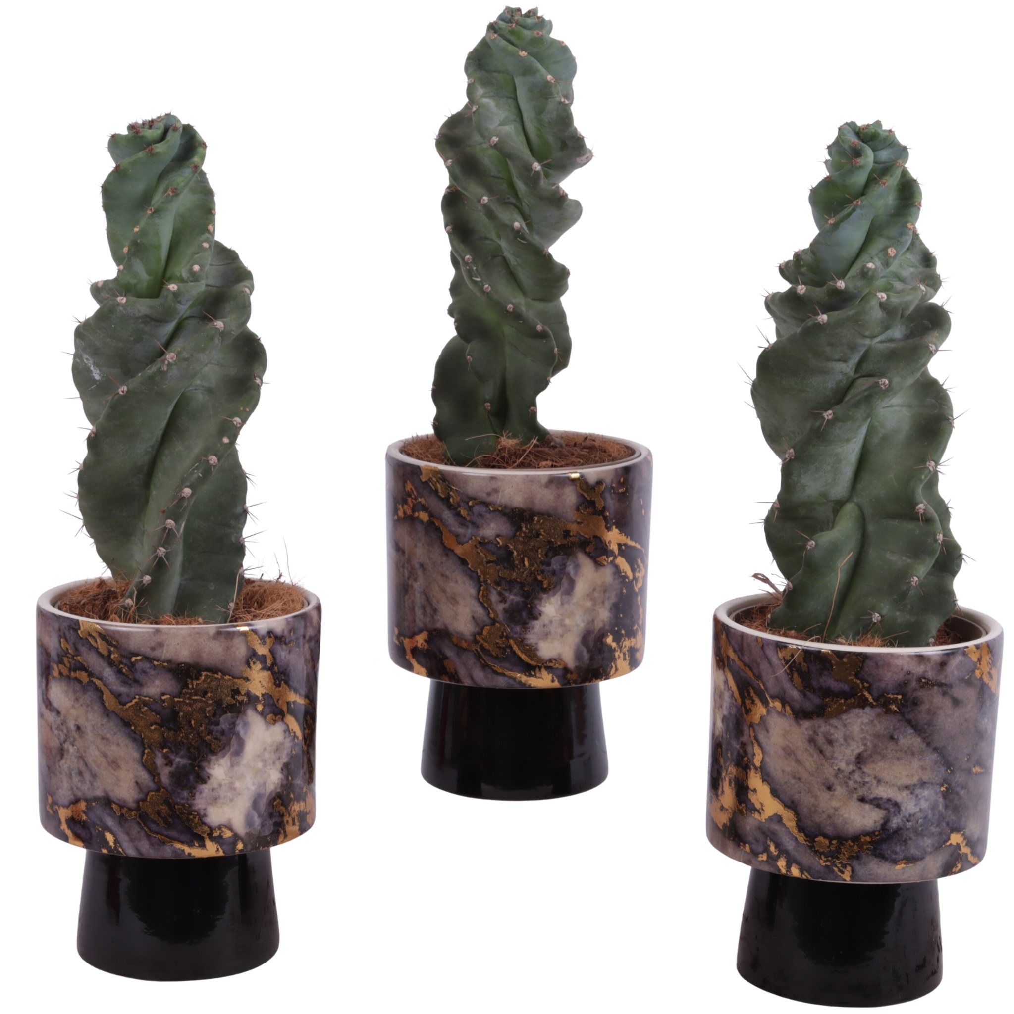 Cactus Cereus Spiralis Ø12cm in Ø14cm Ceramic PL672, D 14