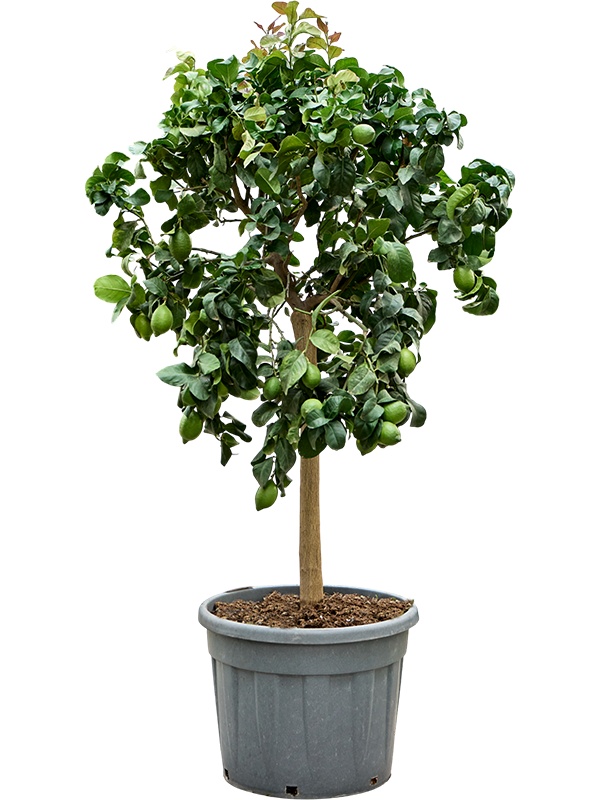 Citrus lemon 'Carrubaro', D 55