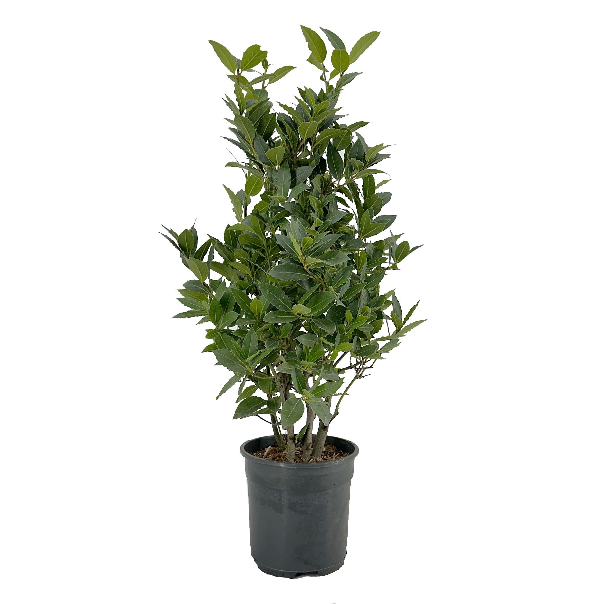 Laurus nobilis Struik, D 20 cm