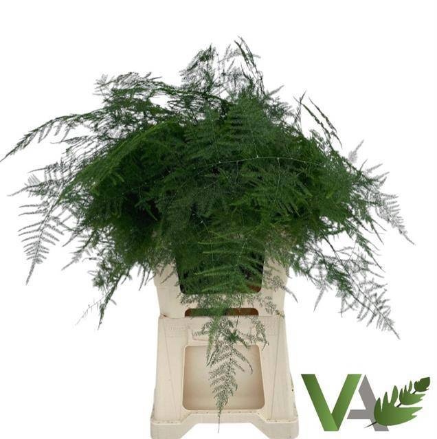 Аспарагус Сетацеус 65, шт.