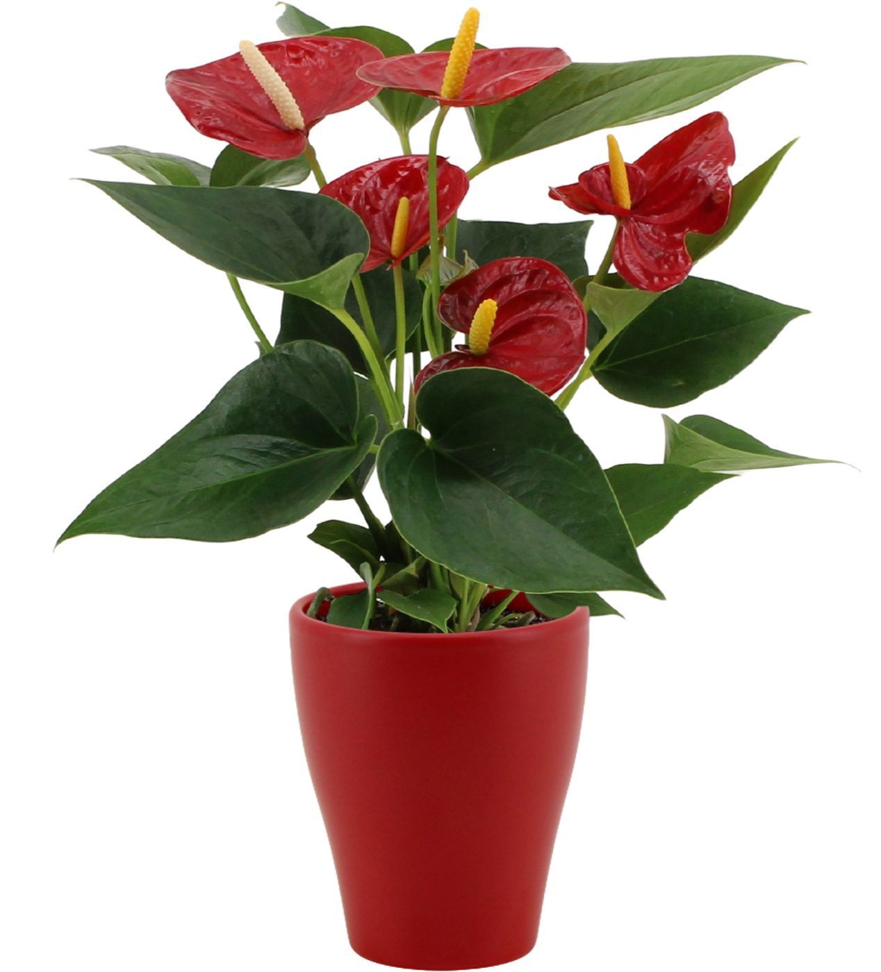Anthurium Diamond Red in Carly ceramics, D 9