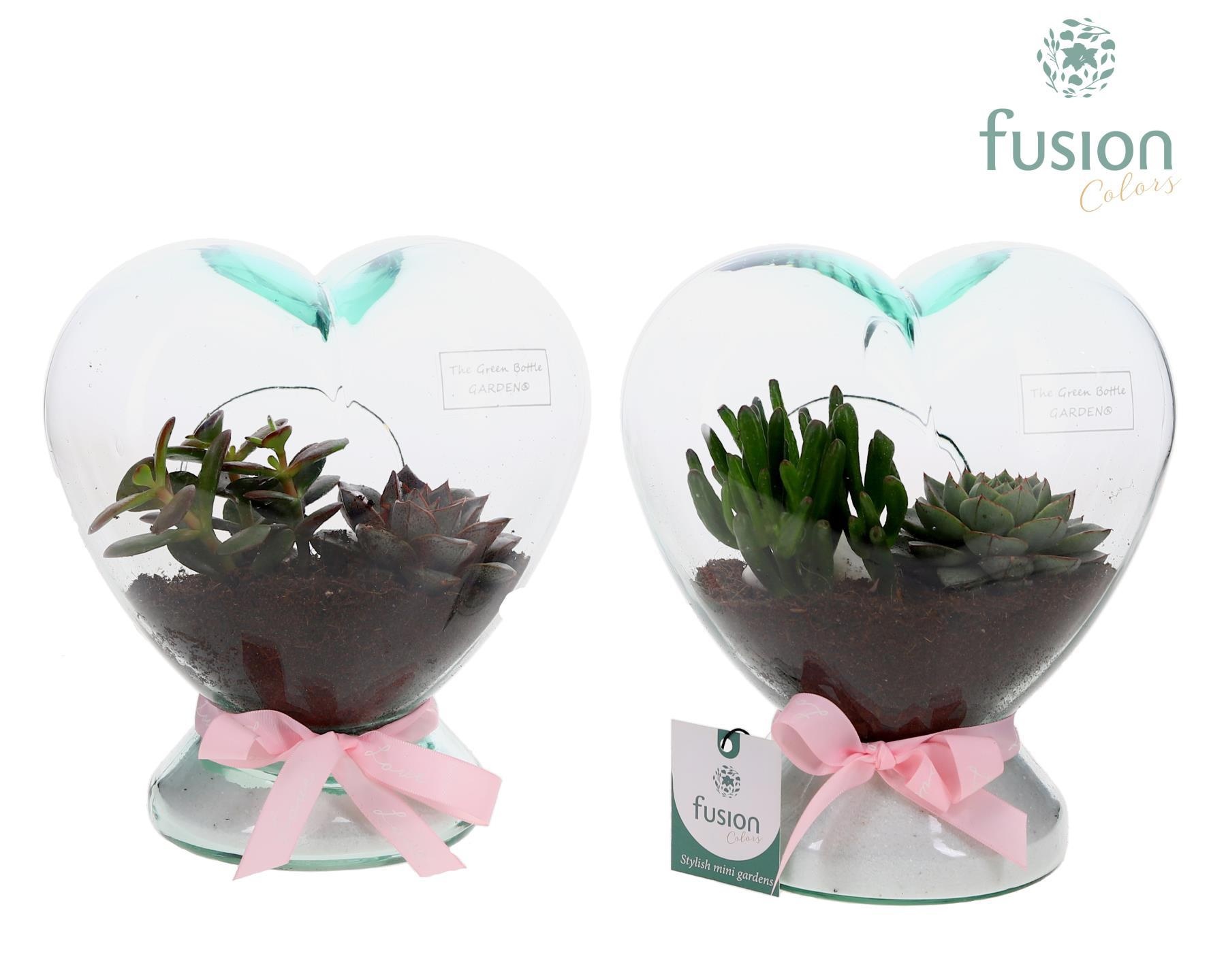 Green Bottle Glazen Hart helder met Succulent, D 20