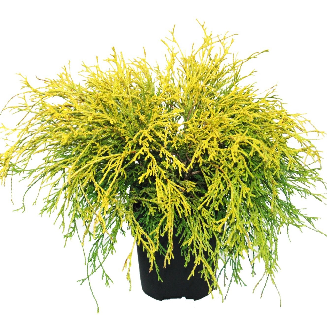 Chamaecyparis pisifera 'Filifera Aurea' P17, D 17