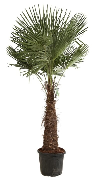 Trachycarpus fortunei, D 45