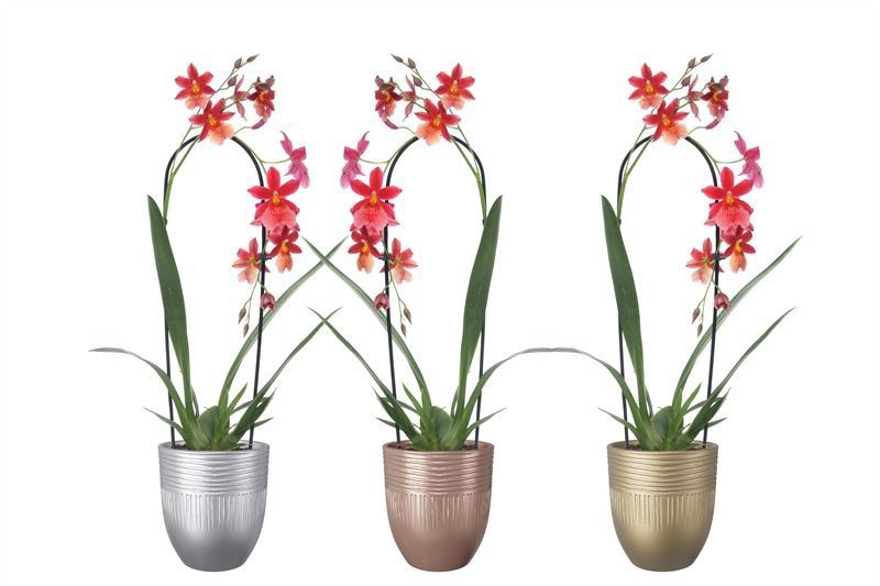 Hugo p12 double lines mix luxury Cambria Cascade Nelly Isler 1T10+, D 12