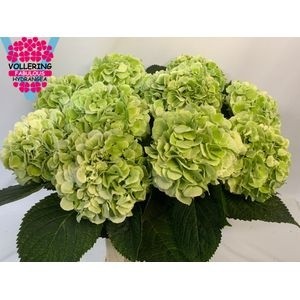 Гортензия Шнибл Классик 60, шт.