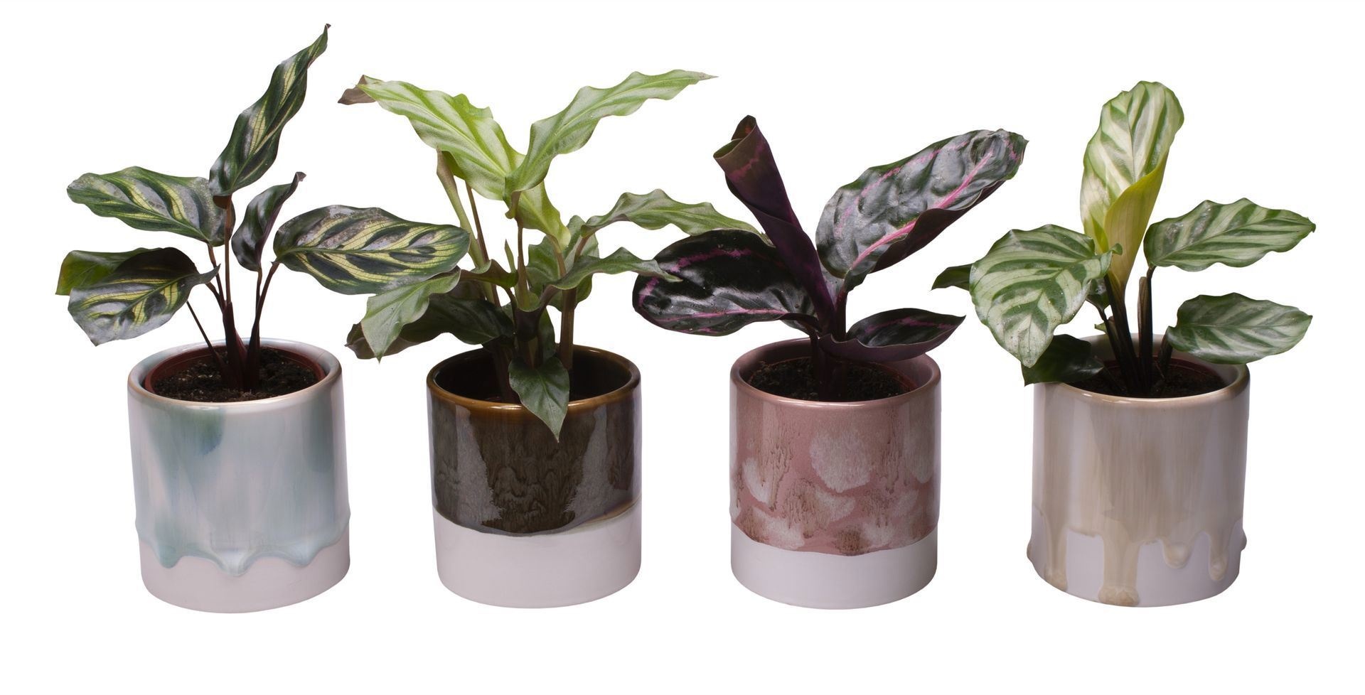 L 65404 with Calathea Mix, D 6