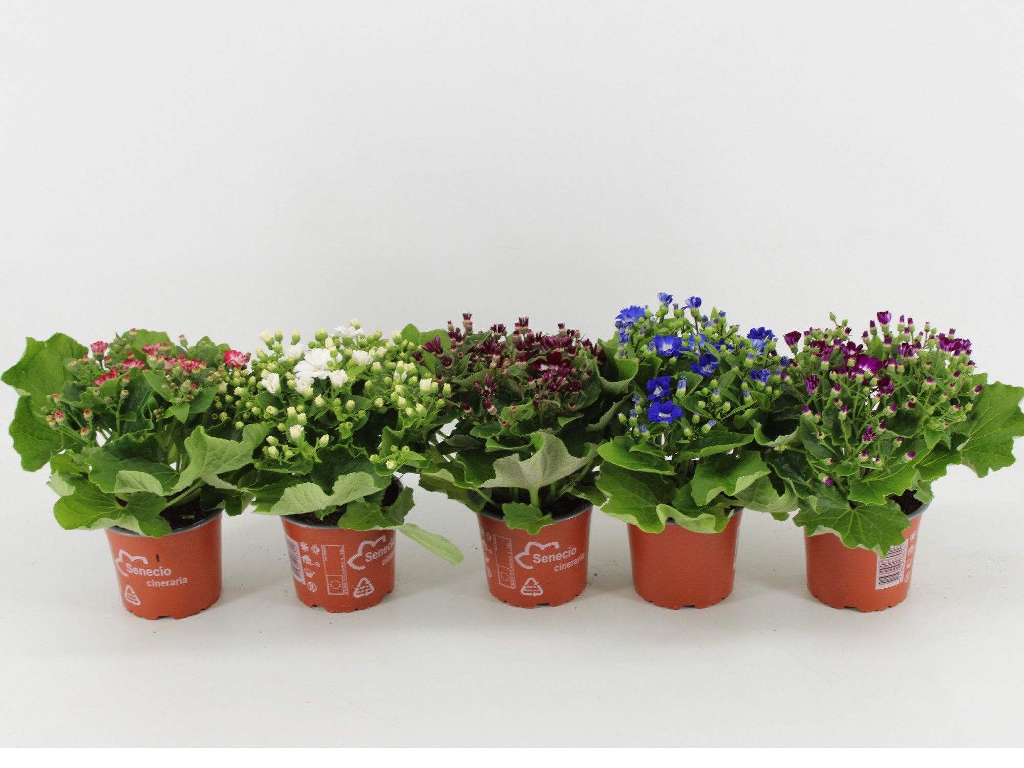 Pericallis Cruentus Cineraria Venezia gemengd, D 12