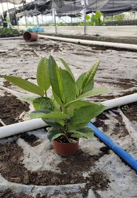 Фикус Мисс 110 Фреклес 11 30