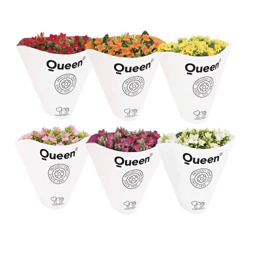 KALANCHOE ARTS-HYBRID, D 6