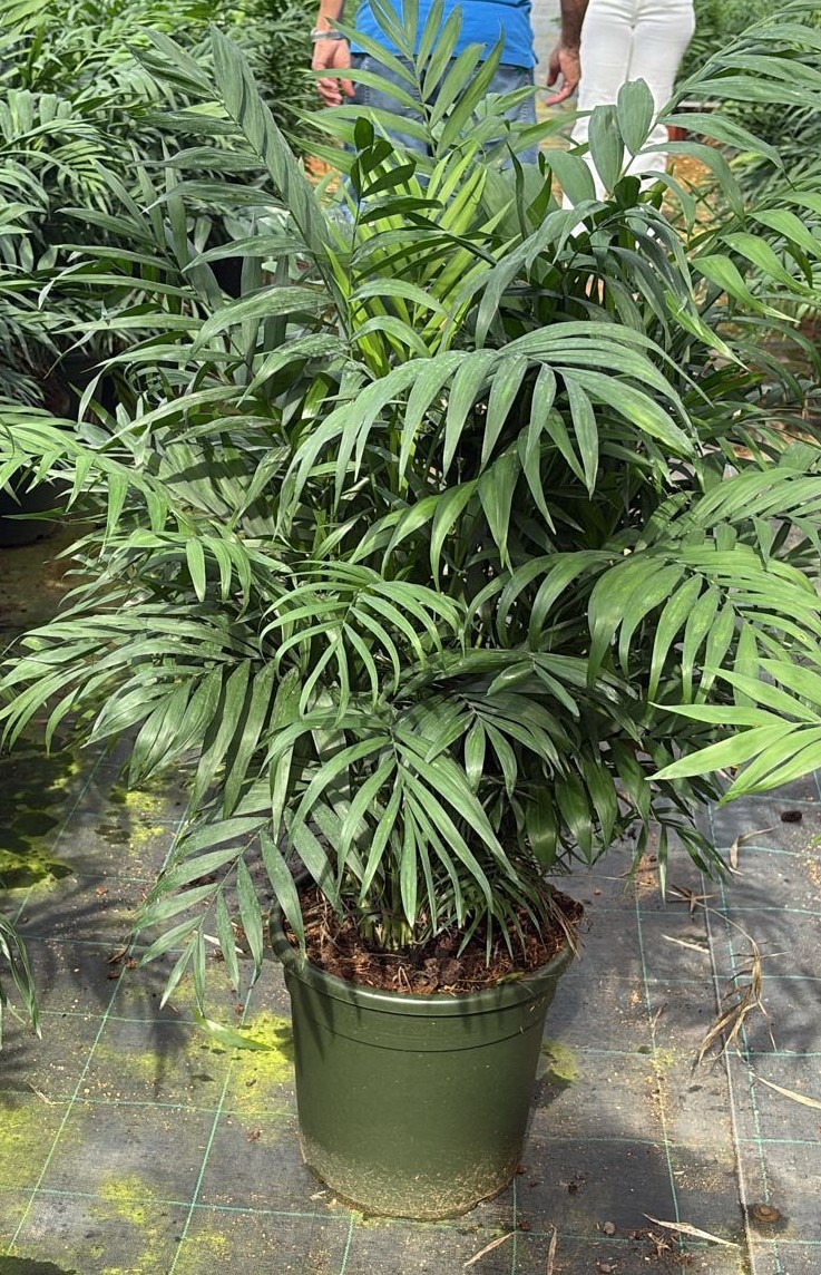 CHAMAEDOREA ELEGANS C30, D 30