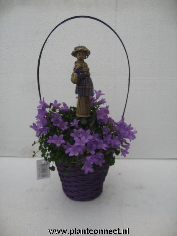 Campanula Ocean Basket, D 11