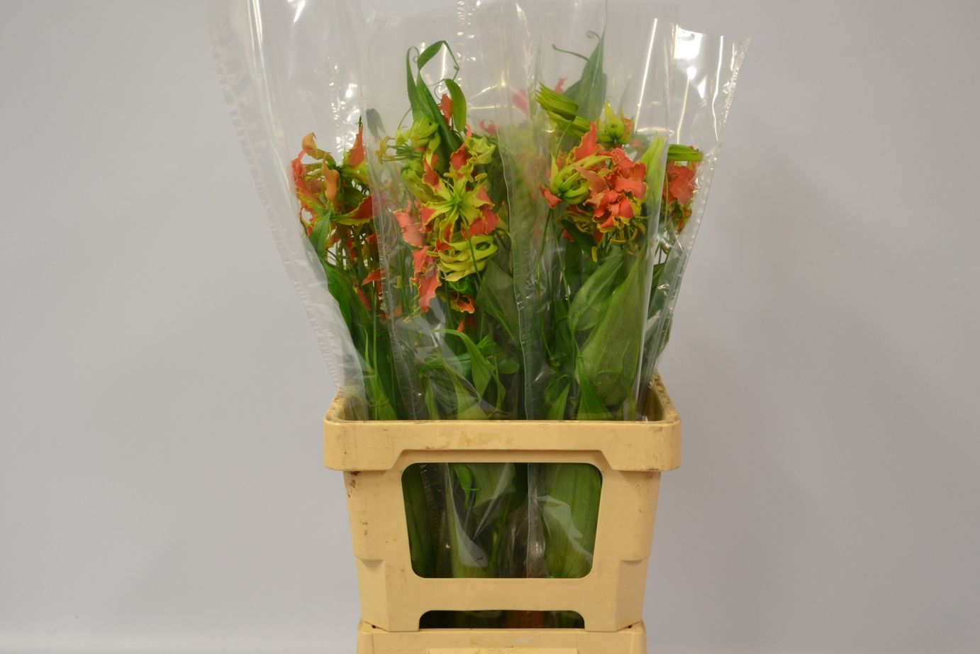 Глориоза Экзотик Оранж 75, шт.