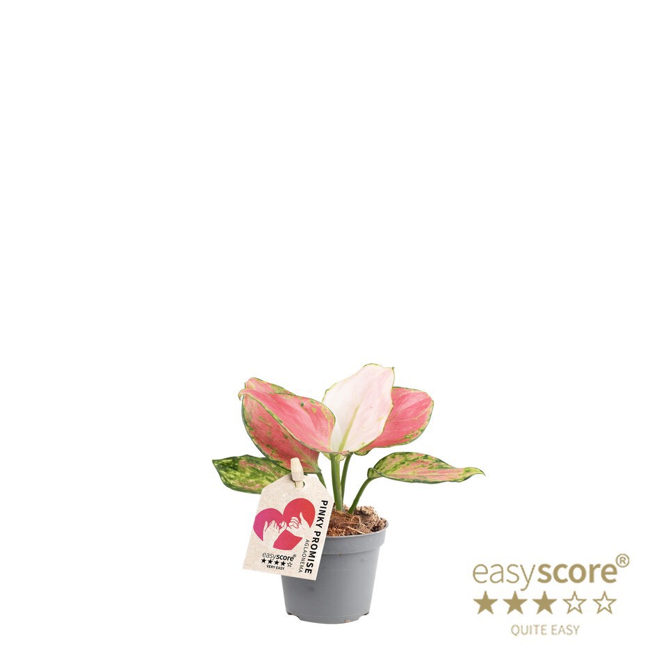 AGLAONEMA COMMUTATUM 'Pinky', D 6