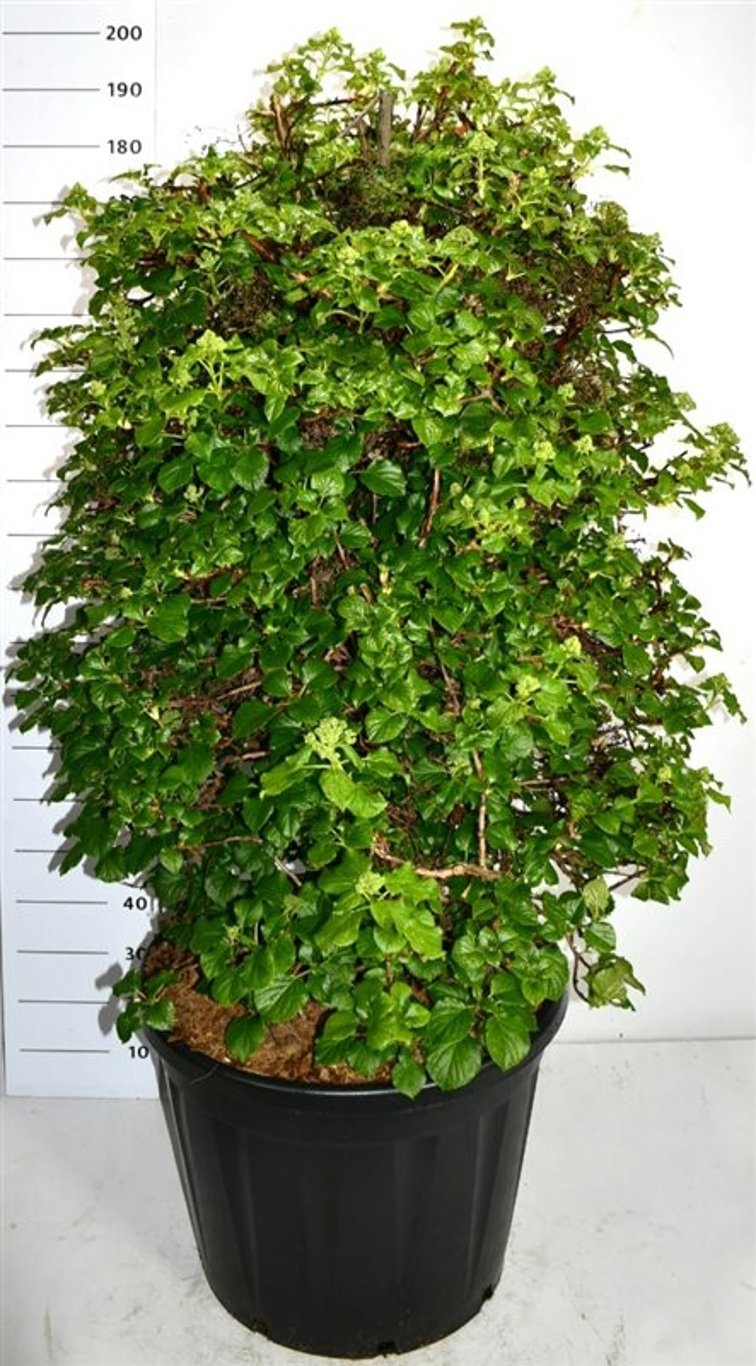 Hydrangea petiolaris, D 65