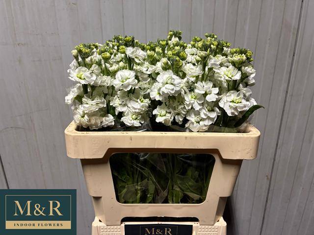 Маттиола од. Стокс Вайт 55, шт.