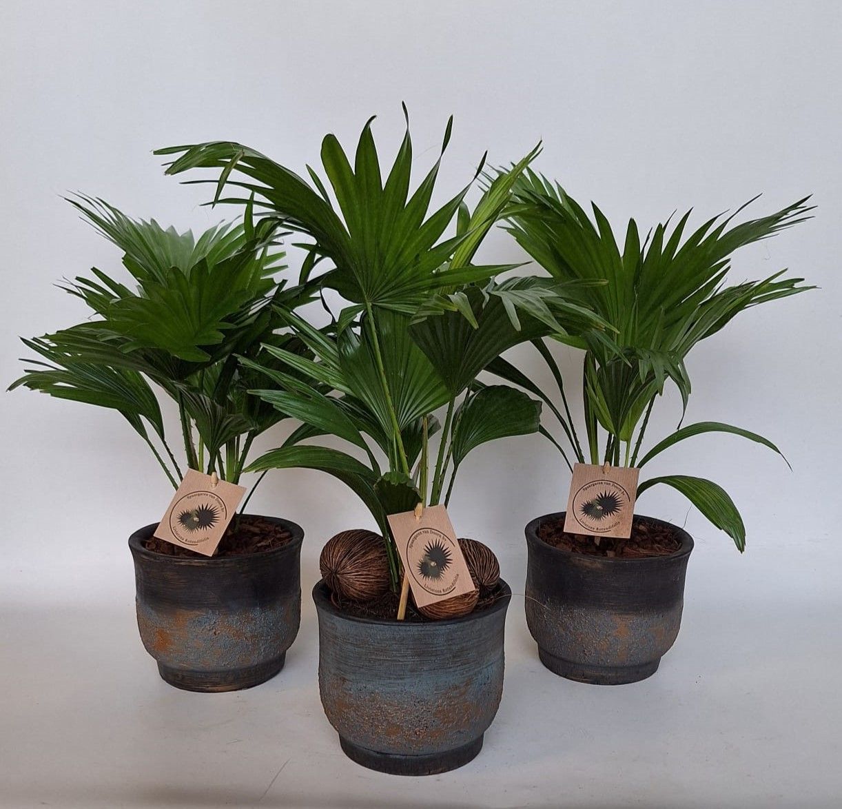 Livistona in Pot Aico mix D17, D 17