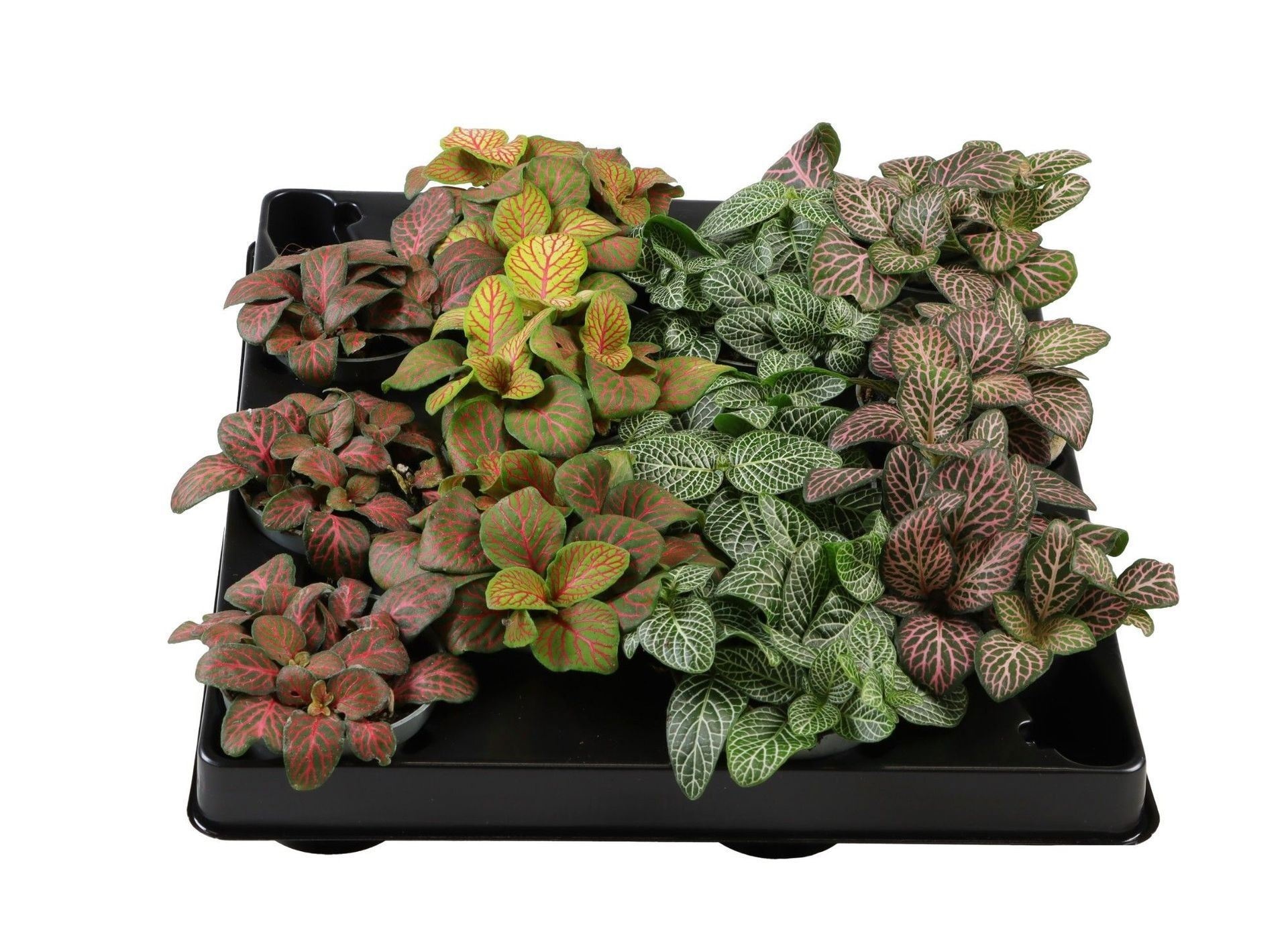 Fittonia Verschaffeltii Mix, D 6