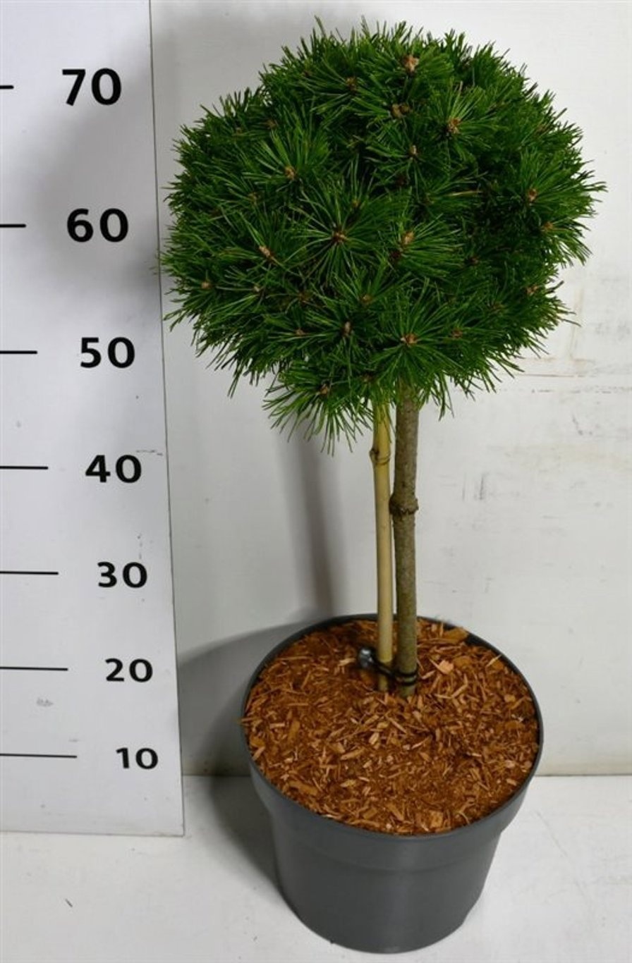 Pinus mugo 'Benjamin', D 26 cm