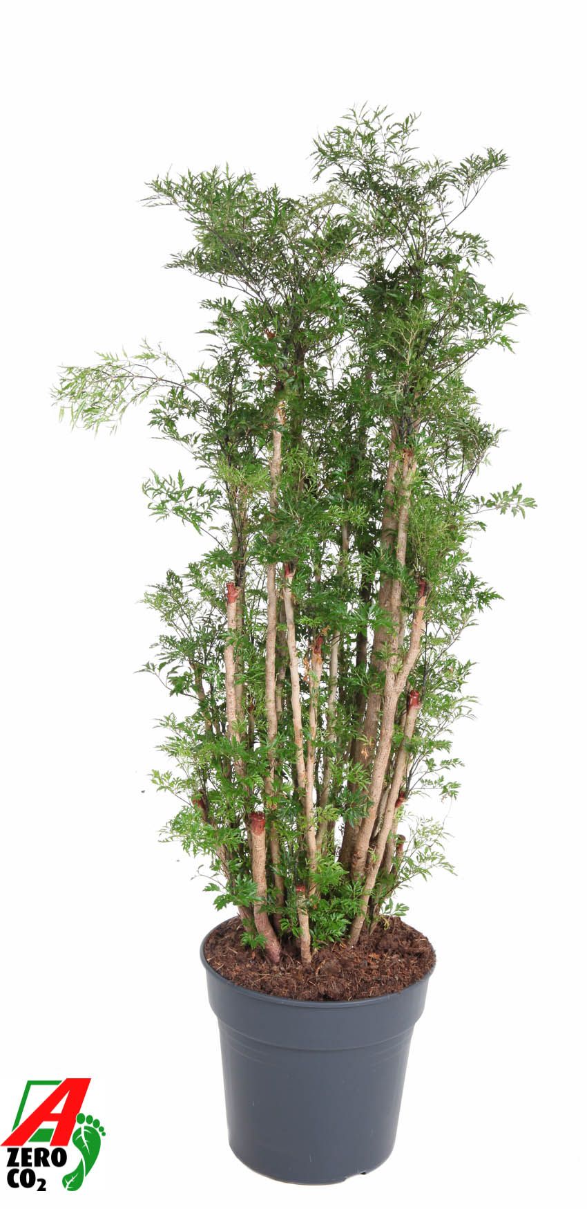 Polyscias Ming vertakt P31, D 31