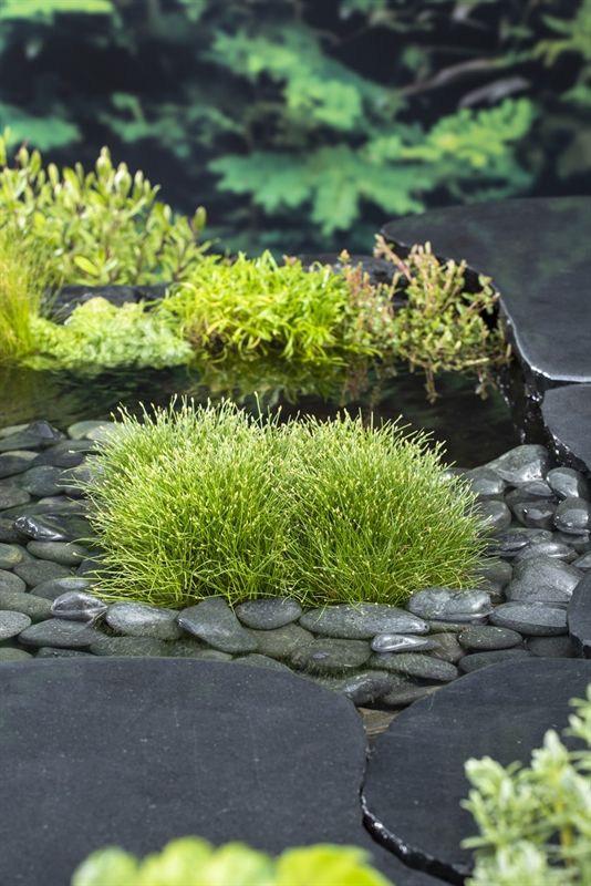 Scirpus isolepsis (11x11), D 11