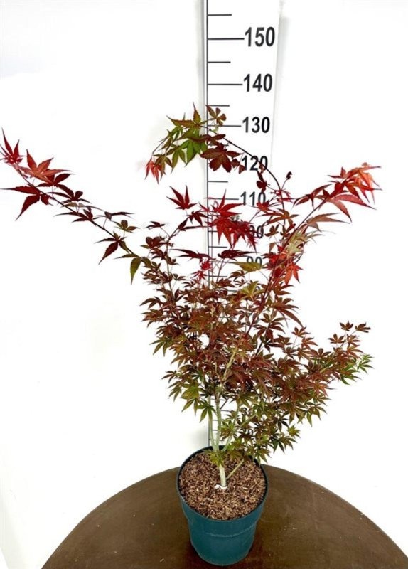 Acer pal. 'Atropurpureum', D 32