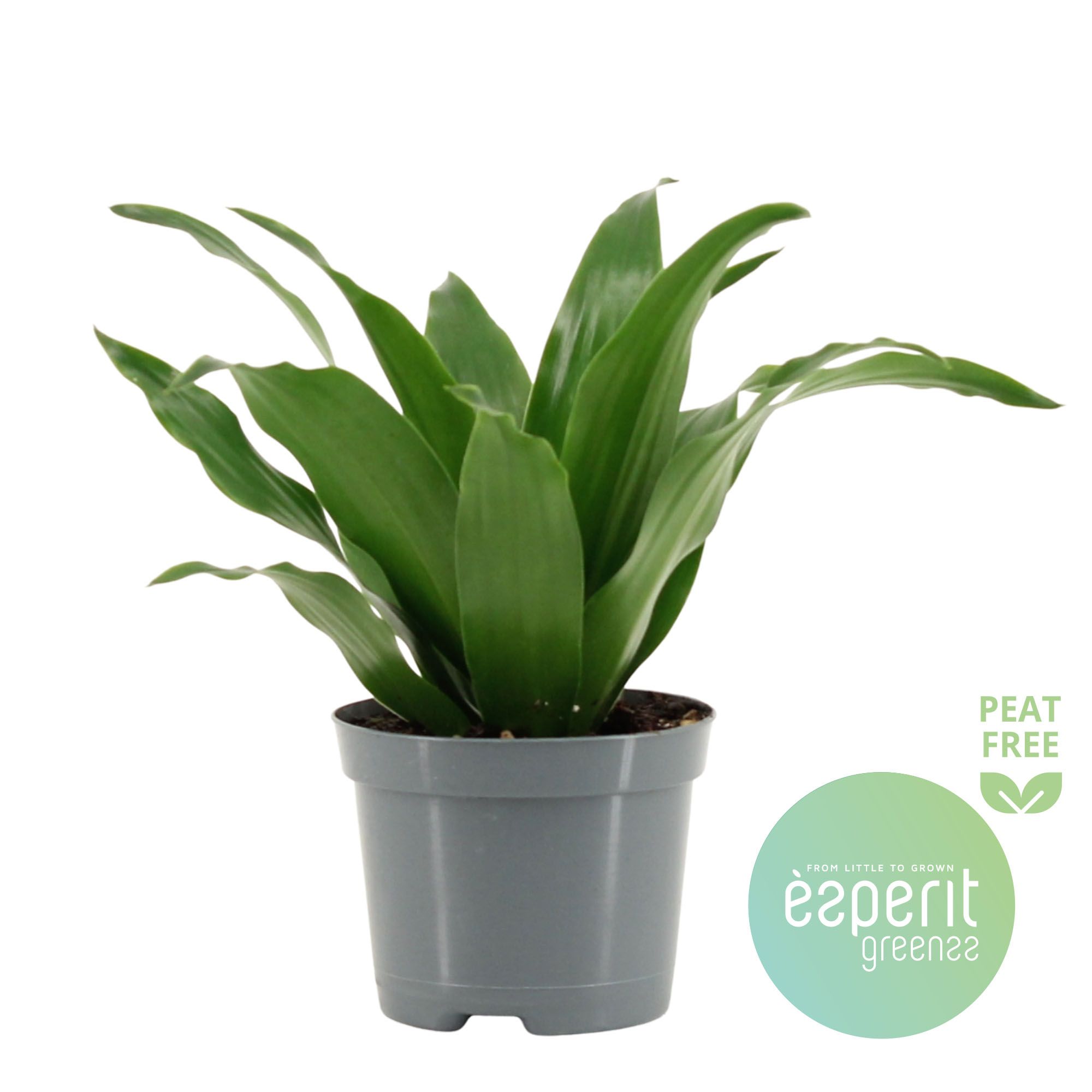 Dracaena Compacta, D 8,5