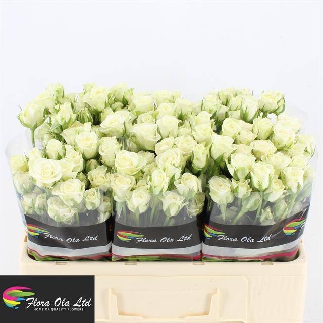 Роза куст. Сноуфлейк 50, шт.