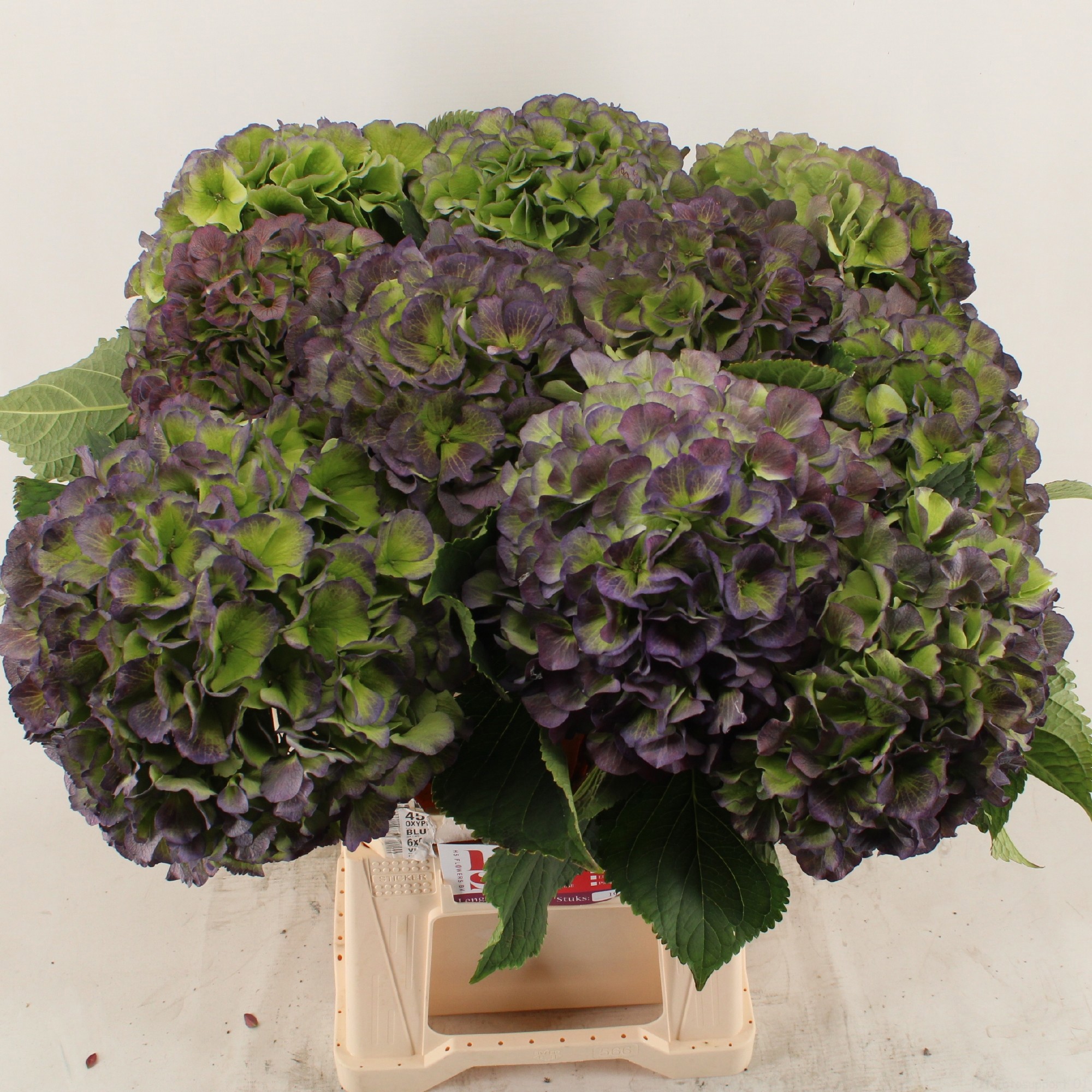 Гортензия Верена Блю Классик 60 (зелено-голуб.), шт.