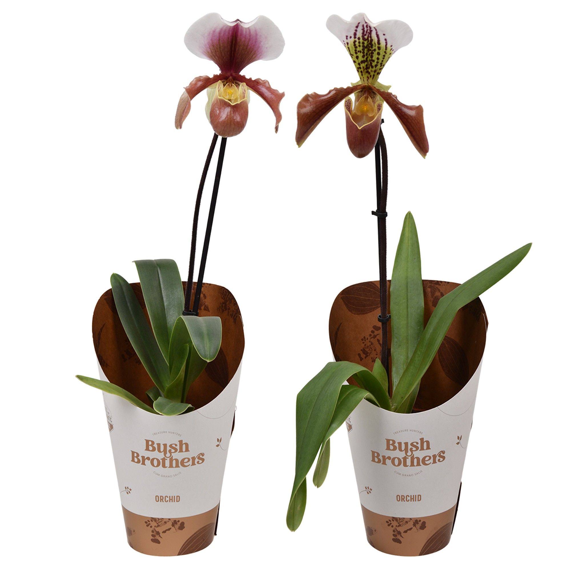 Paphiopedilum U.S.A. 12 cm, D 12
