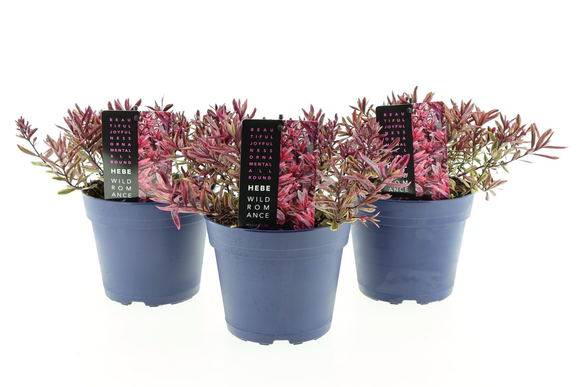 Hebe Wild Romance, D 17