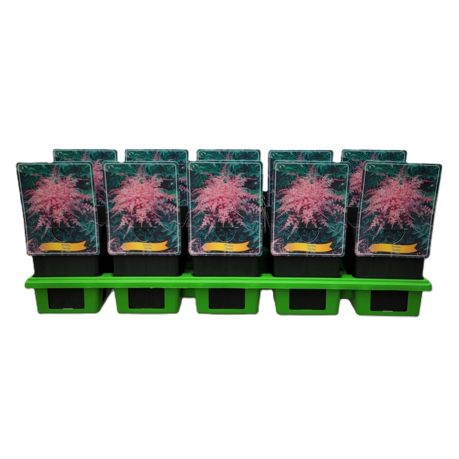 Astilbe Simplicifolia 'Sprite' P11, D 11 cm