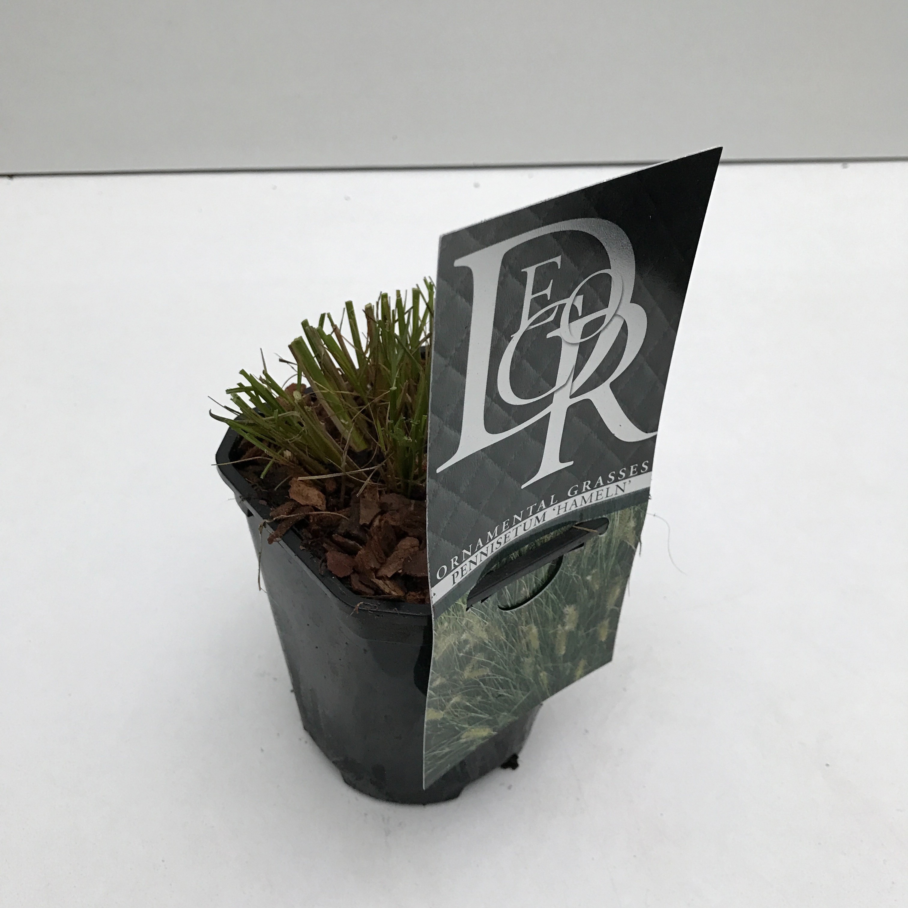 Pennisetum 'Hameln', D 13