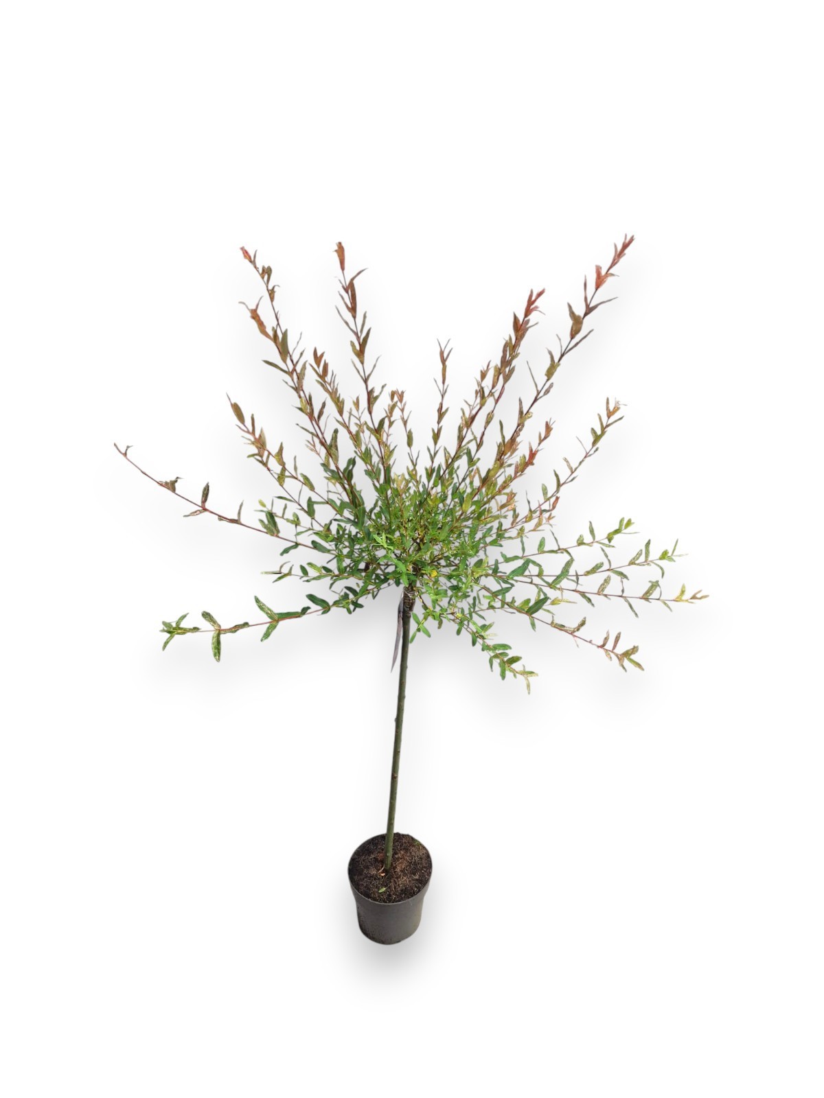 Salix integra 'Hakuro Nishiki' 60cm stam C3/P19, D 19 cm