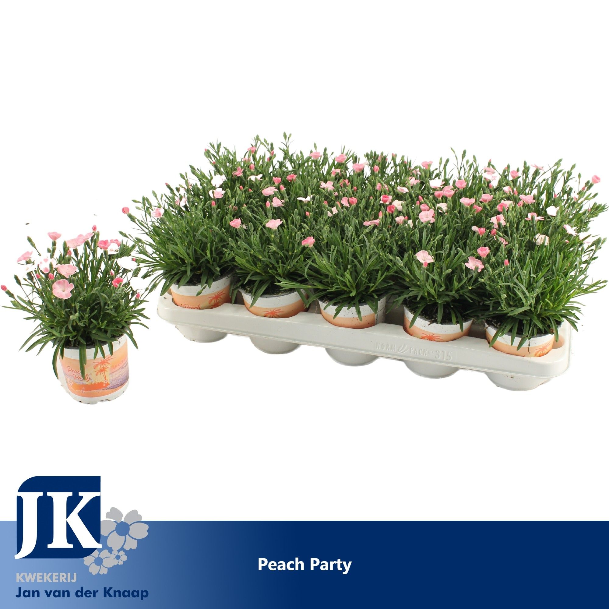 Dianthus Peach Party, D 10,5