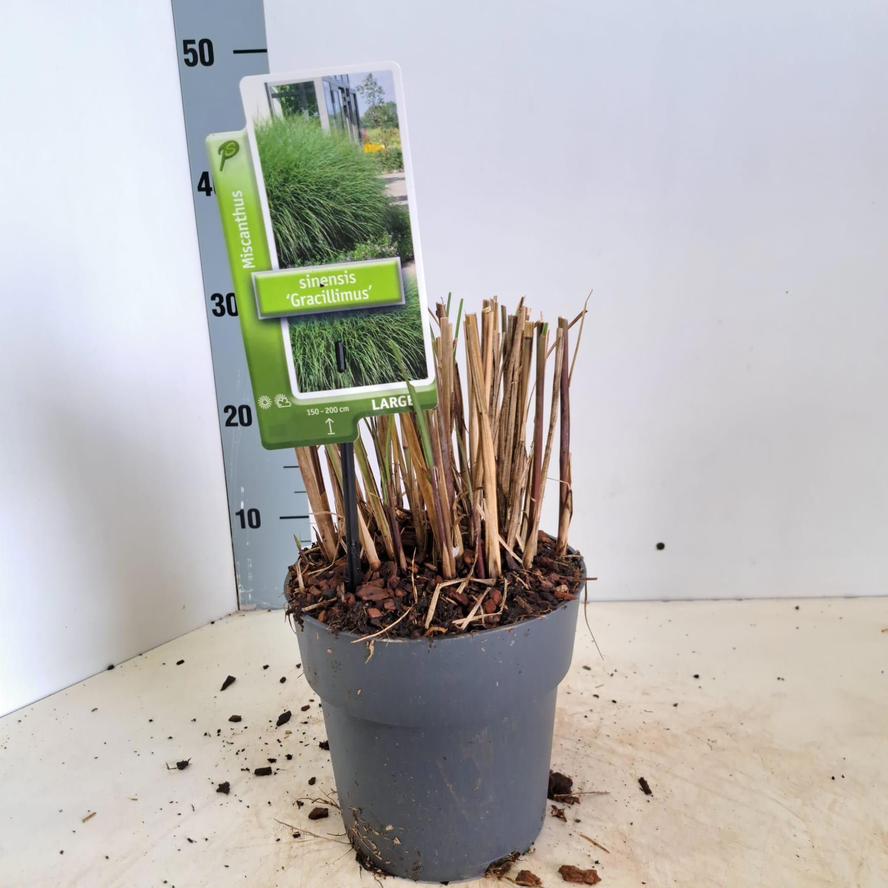 Miscanthus sin. 'Gracillimus', D 17