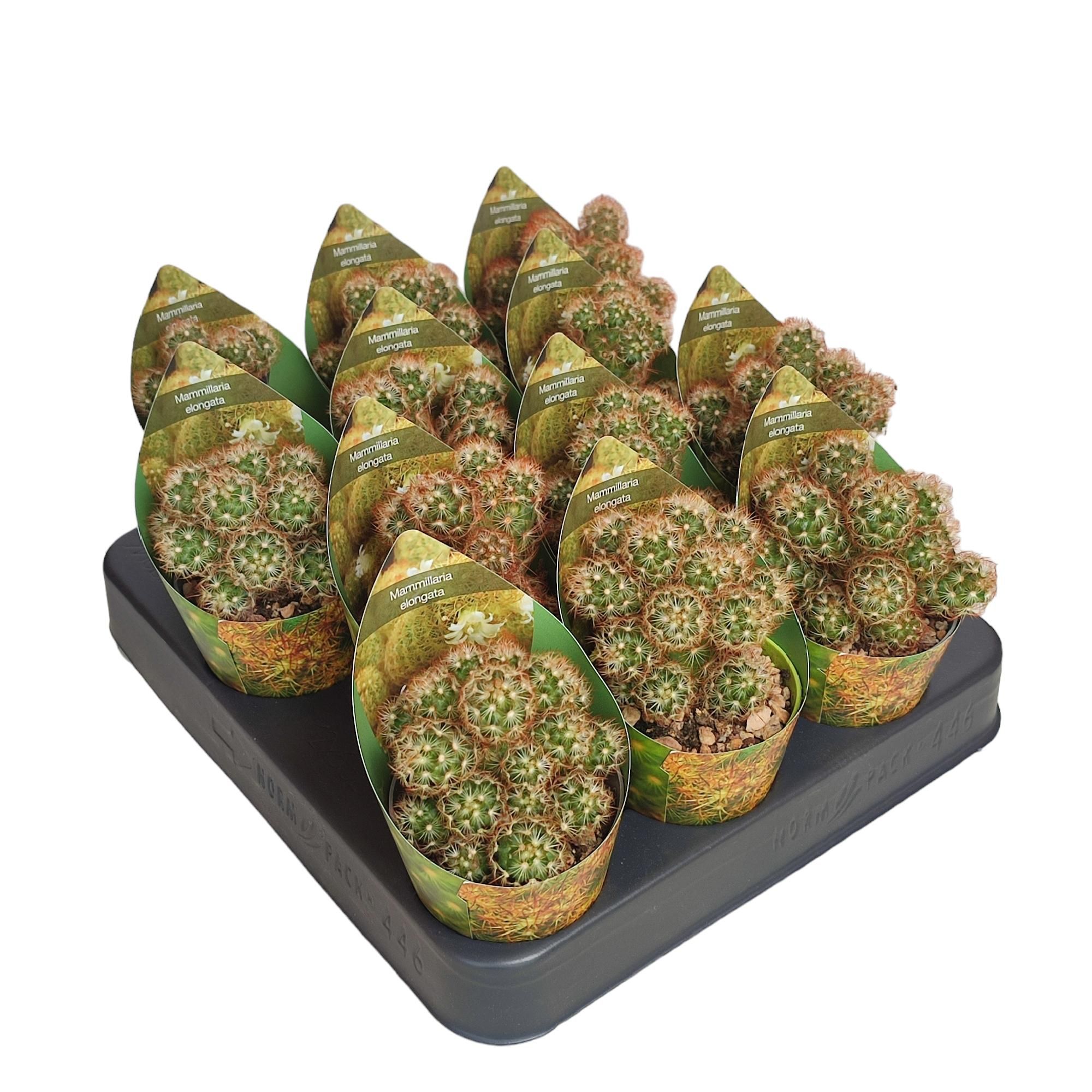 MAMMILLARIA ELONGATA ANGUINEA - POT Ø 6,5 WITH POTCOVER (CACTUS), D 6,5