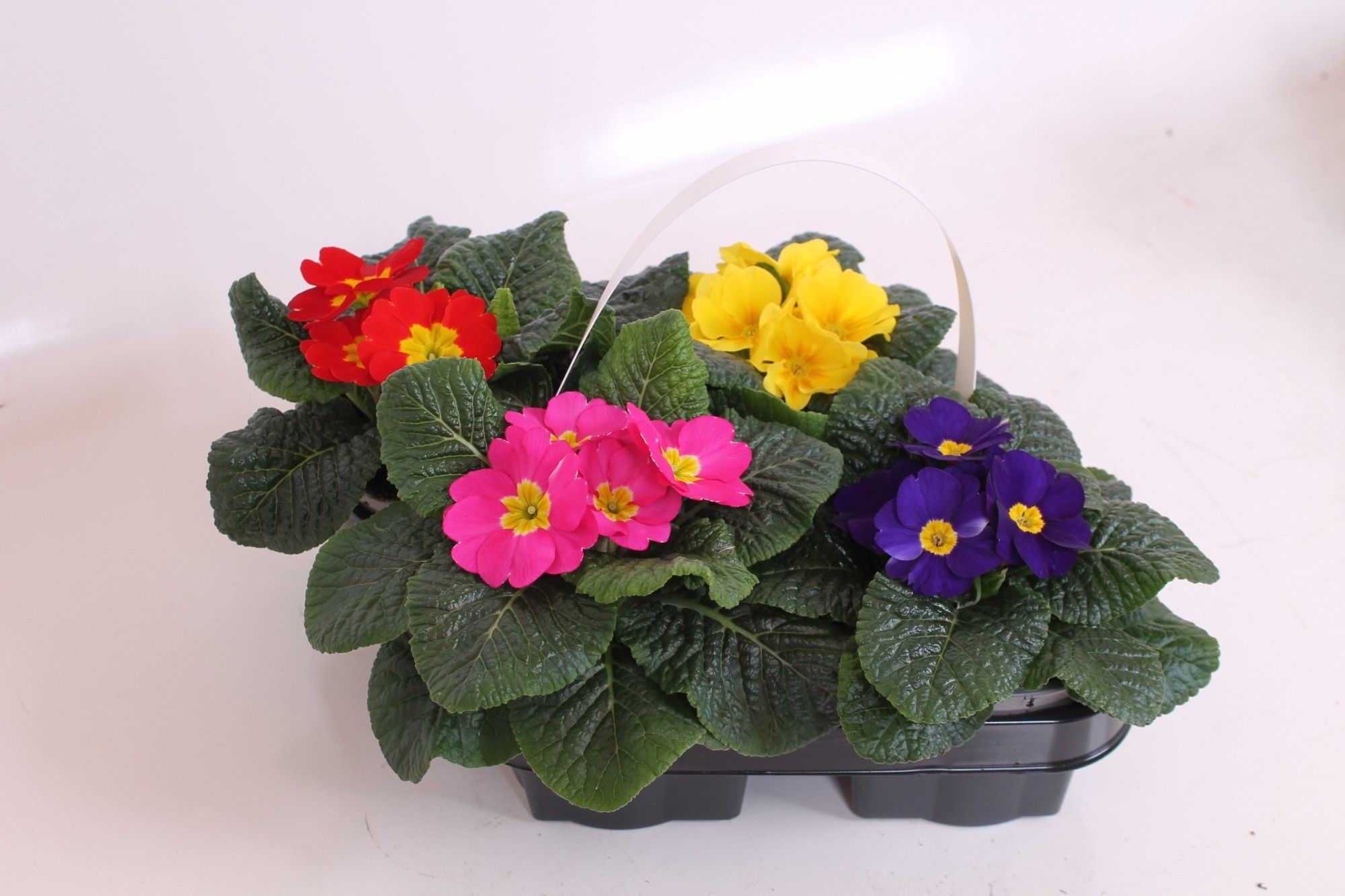 Primula Acaulis 10.5 - 4 Pack, D 10,5 cm